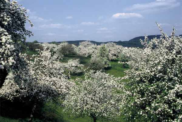 Streuobstwiesen whrend der Obstblte