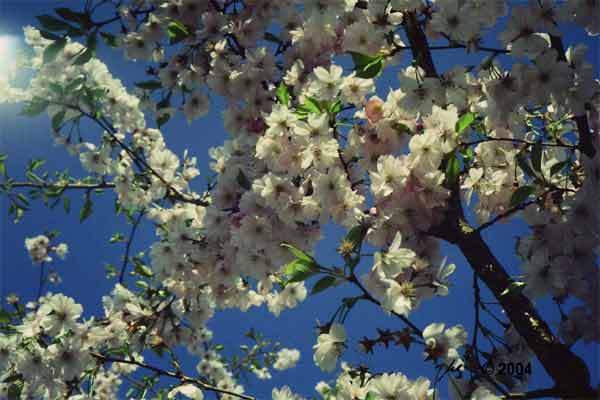 Blten gegen strahlend blauen Himmel