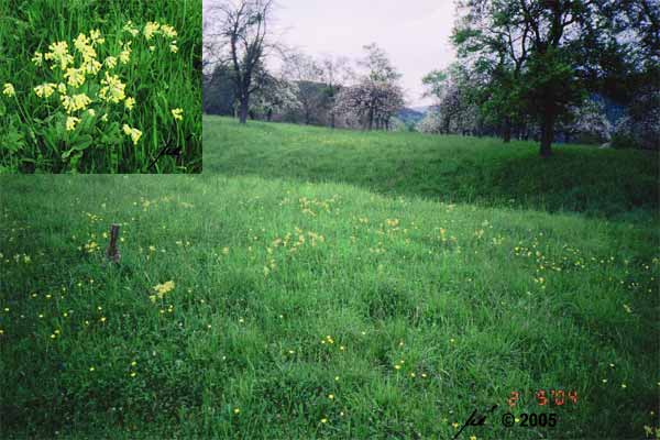 Frhlingswiese mit blhenden Schlsselblumen