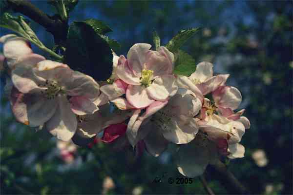Apfelbaumblten