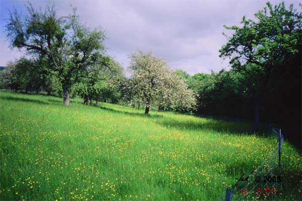 Streuobstwiese mit blhendem Hahnenfu