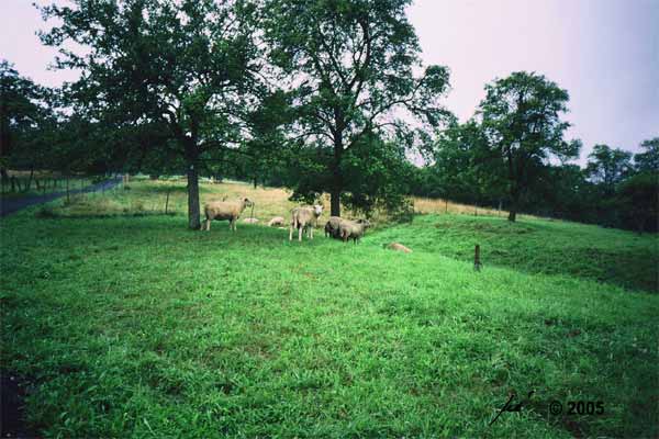 Beweidung durch frei herumlaufende Schafe