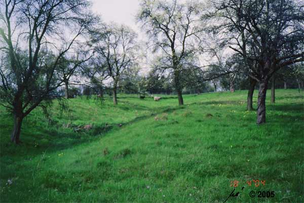 Beweidung whrend der Primelblte