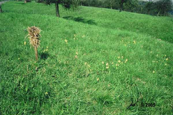 Frhlingswiese mit Strohwisch whrend der Blte der Schlsselblumen